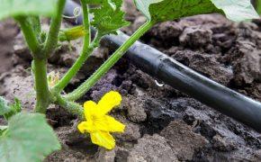 Technical Seminar – LIFE Phoenix: New challenges of urban wastewater reuse in the province of Almería